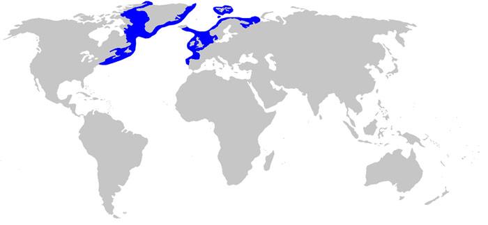 Das Verbreitungsgebiet des Grönlandhais sind die arktischen Gewässer des Nordatlantiks. Gelegentlich wird er auch weiter südlich, bis in die Biskaya, angetroffen. Er kann bis mehrere tausend Meter tief tauchen.