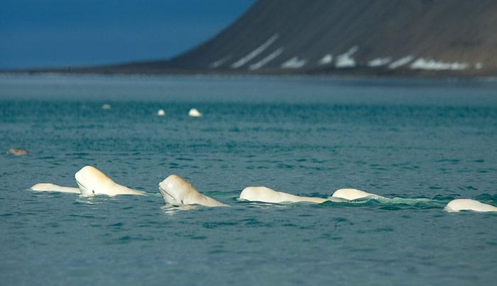 Auf Somerset Island an der Nord-West Passage treffen sich in den Sommermonaten jeweils einige hundert Belugas.