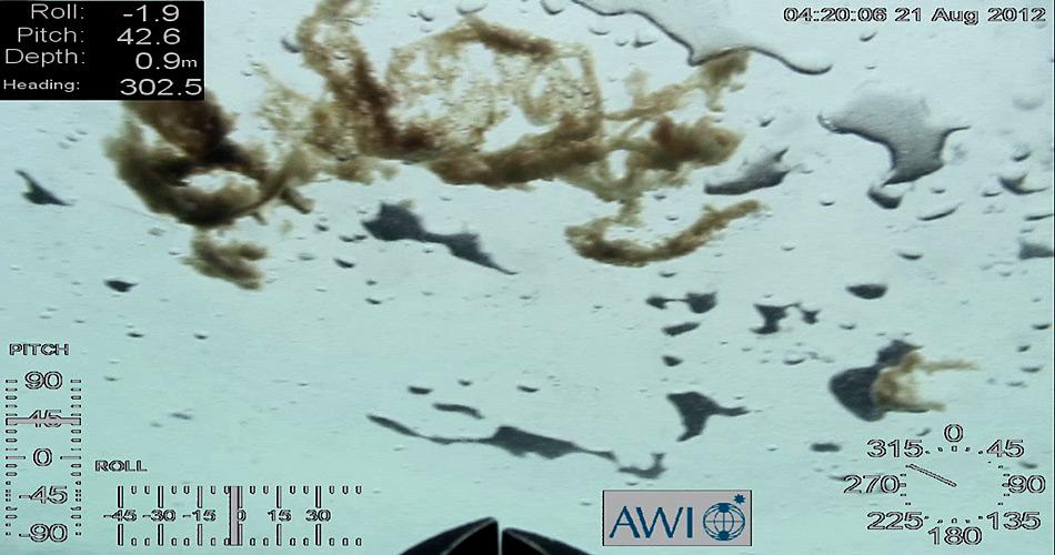 Bei einem Tauchgang hat der Untereis-Roboter namens Ronia der Meereisphysiker dieses Bild von Algen aufgenommen. Unter dem Eis können Kieselalgen meterlange Ketten bilden - im Sommer 2012 konnten die Forscher dies erstmals auch bei einjährigem Eis nachweisen. Foto: ROV Ronia, Meereisphysik, AWI