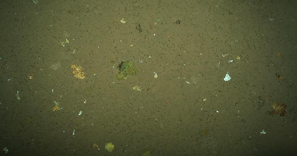 Meeresboden mit Ansammlungen von Algen, die von der OberflÃ¤che bis mehr als 4.000 Meter absanken. Foto: Antje Boetius, AWI