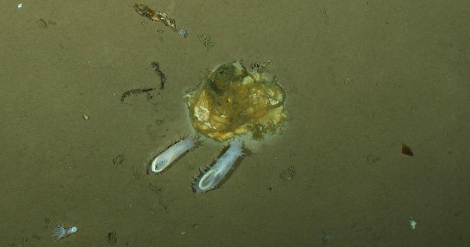Seegurken fressen eine Alge auf 4000 Meter Tiefe. Photo: Antje Boetius, AWI