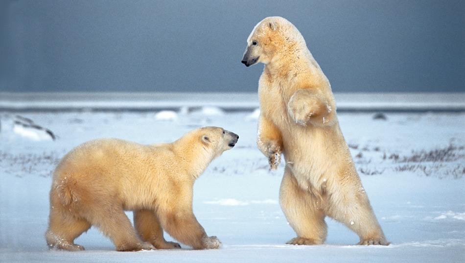 Eisbären mit ausreichender Fettreserve werden älter. Letztlich gilt, je fetter, desto grösser die Überlebenschance. Foto: Norbert Rosing