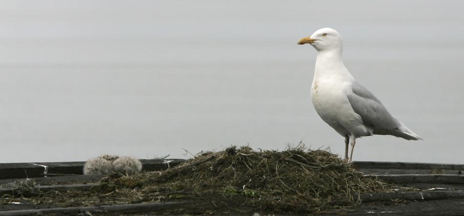 Die Eismöwe ist oft in der Nähe von Brutkolonien anderer arktischer Vogelarten zu finden, von deren Eiern und Jungvögeln sie sich und ihren Nachwuchs dann grösstenteils ernährt.