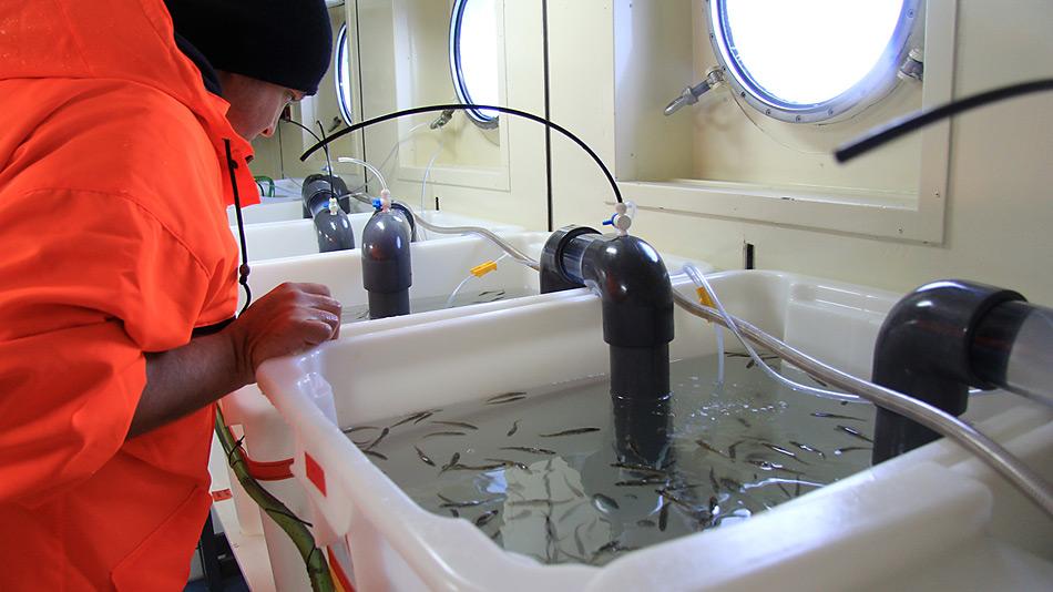Ein Wissenschaftler beobachtet die gefangenen Kabeljaue, die in einem vorläufigen Hälterungsbecken schwimmen, bevor sie in Aquarien umgesiedelt werden. Foto: K Bär, AWI