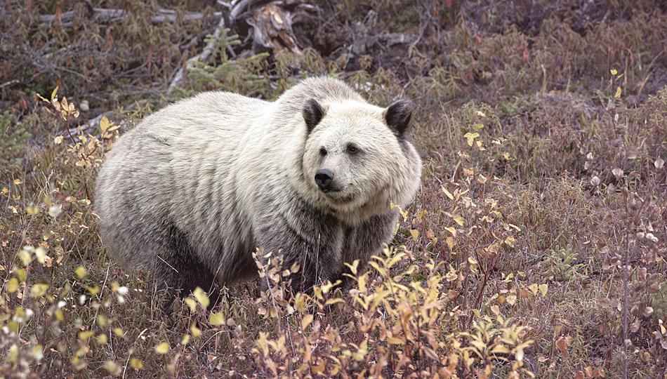 Während die nördlichen Breitengrade immer wärmer werden, wandert der Braunbär vermehrt nach Norden und kreuzt sich hin und wieder mit Eisbären, aus denen dann Hybride hervorgehen.