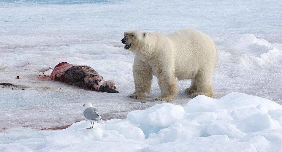 Eisbären finden beim Durchstreifen der Arktis gelegentlich über längere Zeit keine Nahrung. Wenn sie dann mal Jagdglück haben, fressen sie buchstäblich bis zur Erschöpfung.