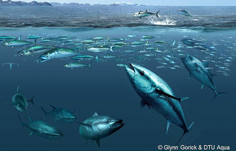 Die Nahrung der Blauflossenthunfische besteht aus Schwarmfischen der Hochsee, darunter Makrelen, Seehechte, Hornhechte, Sardellen und Heringe, sowie aus Kalmaren.
