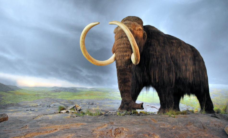 Wollhaarmammuts lebten wÃ¤hrend der Eiszeiten in weiten Teilen der NordhemisphÃ¤re. Aufgrund von KlimaverÃ¤nderungen starben die Festlandpopulationen nach der letzten Eiszeit aus. Nur einige wenige Populationen Ã¼berlebten im Beringseegebiet. Die letzten Mammuts lebten noch vor rund 2â000 Jahren auf der Insel Wrangel.