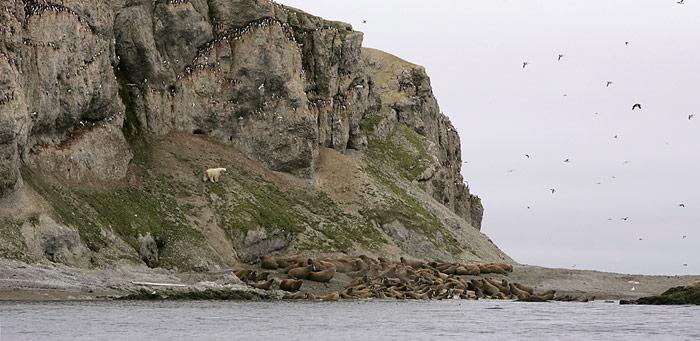 Seltene Begegnung auf Oranskiy Island. Walrosse, Vogelfelsen und EisbÃ¤r auf demselben Bild.