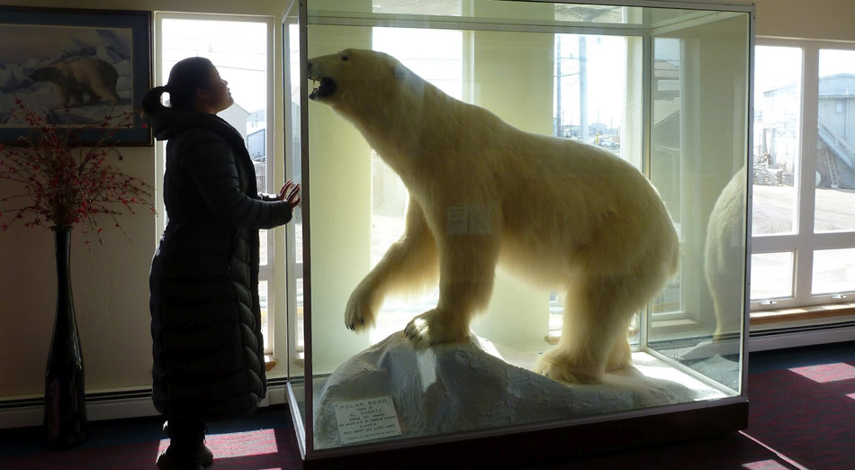 Asiaten sind von Eisbären fasziniert – egal ob tot oder lebend.