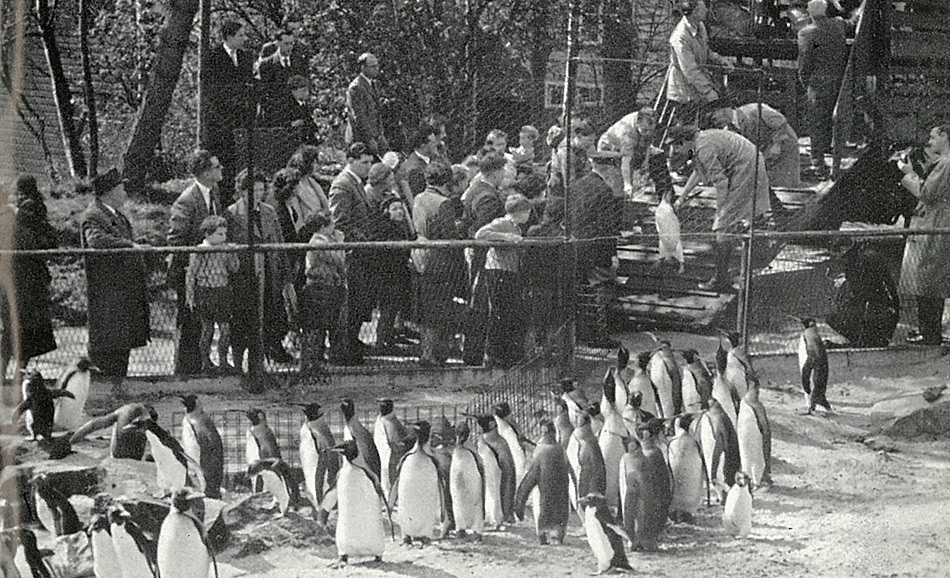 Grosser Andrang zum 40-jÃ¤hrigen JubilÃ¤um des ersten geschlÃ¼pften KÃ¶nigspinguin im Zoo von Edinburgh.