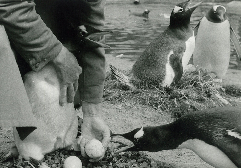 Der Edinburgh Zoo verzeichnet seit Jahrzehnten grosse Erfolge in der Aufzucht von Pinguinen in Gefangenschaft.