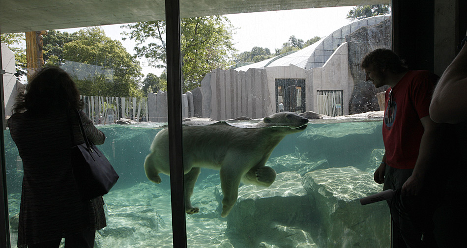 Hautnah dabei sein wenn Eisbären schwimmen, dies erleben die Besucher des Tiergarten Schönbrunn.
