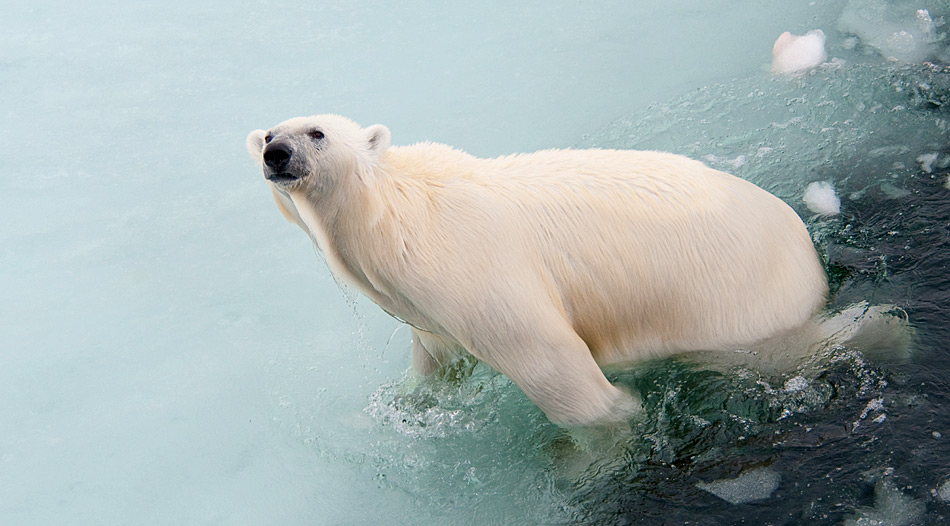 Eisbären sind gute Schwimmer und können so lange Distanzen zurücklegen, der Rekord liegt bei 354 Kilometer und dies ohne Pause.
