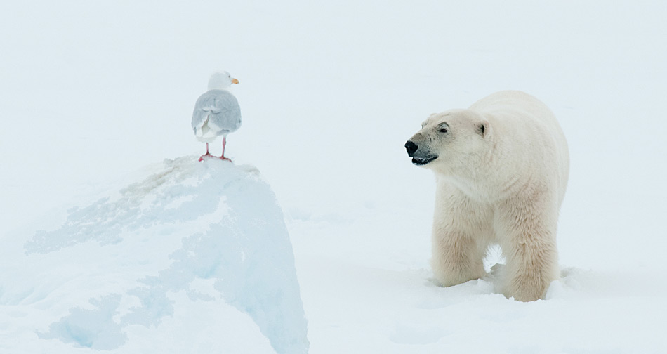 Polarbaer mit Möwe