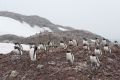 Eselspinguine, Trinity Island, Antarktische Halbinsel, ©Vreni