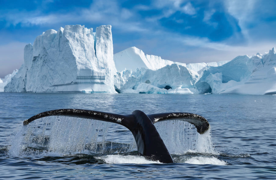 Wal_Spitzbergen