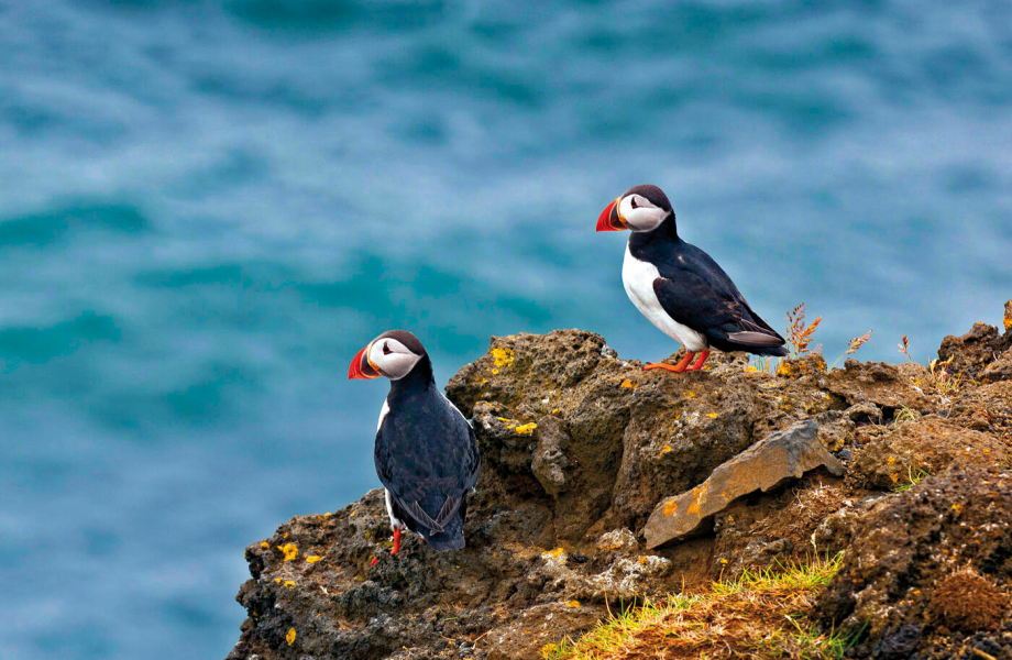 Papageitaucher Felsenklippe Latrabjarg