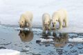 PolarNEWS Filmteam weiterhin auf Erfolgskurs
