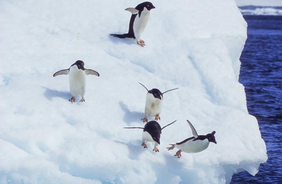 Adeliepinguine springen ins Polarmeer