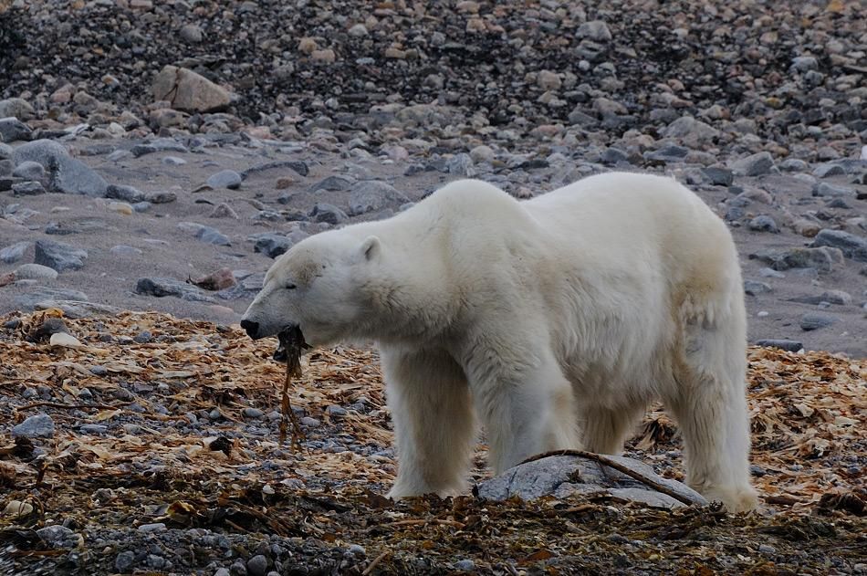 Eisbären müssen länger hungern wegen Klimawandel