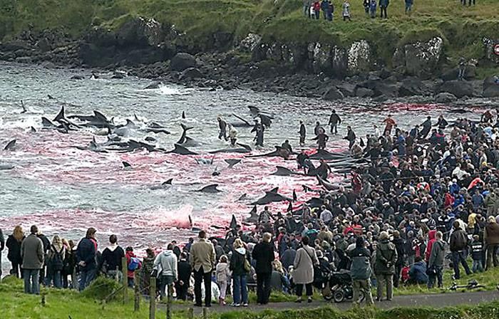 Massaker auf den Färöer-Inseln