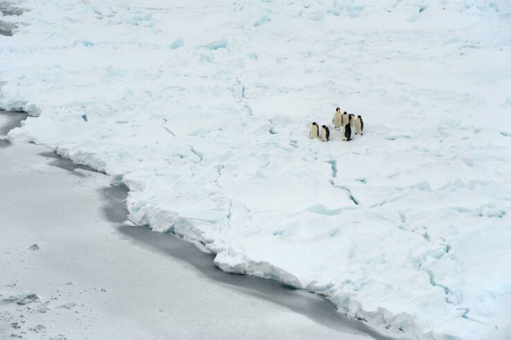 Etwa 14u2018000 verschiedene Tierarten leben im Weddellmeer u2013 doch der Schutz des Weddellmeeres