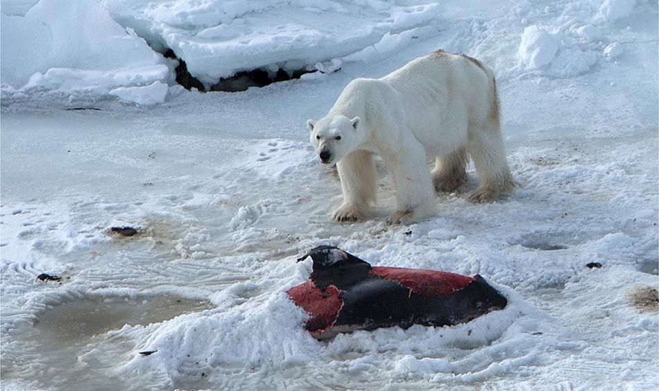 Eisbären auf Spitzbergen haben Delfine zum fressen gern