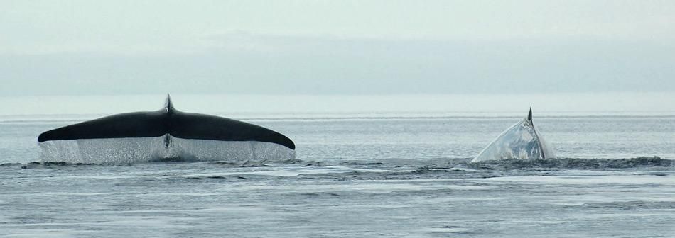 Australische Blauwale ziehen in die Antarktis