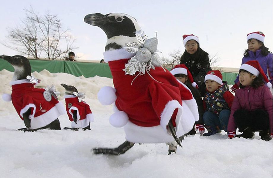 Pinguine zur Unterhaltung