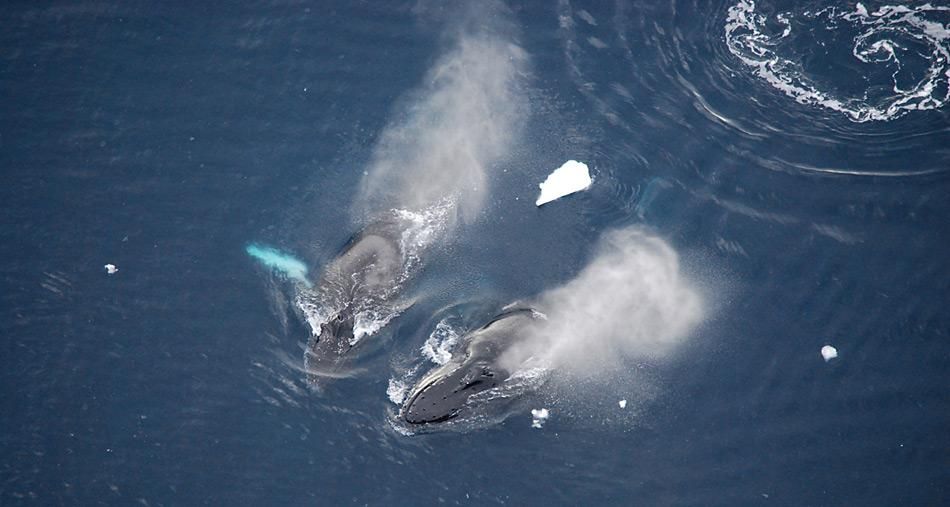 Buckelwale überwintern in der Antarktis