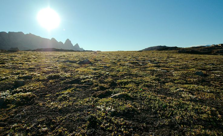 Die arktische Tundra besteht normalerweise aus Bu00fcschen, Gru00e4sern, Blumen und Moosen und Flechten.
