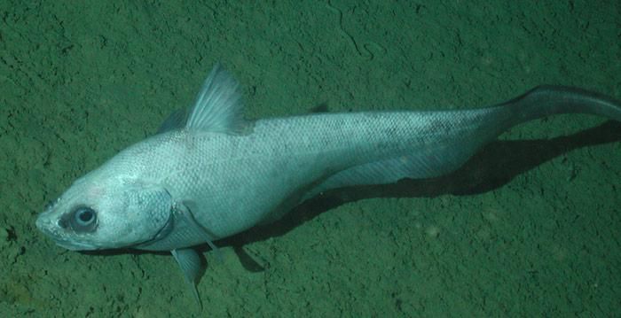Dorschartige Fische entstanden in der Antarktis