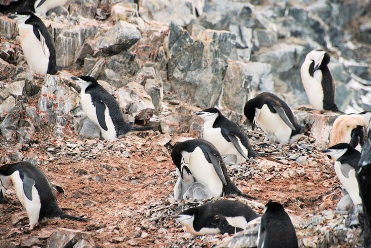 Die Zahlen der Pinguine und vieler anderer Seevu00f6gel sind in den letzten 40 Jahren zwischen 25 und