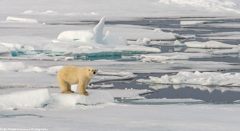 Mikroplastikpartikel in den Gewässern vor Spitzbergen gefunden – Müssen wir uns um die Verschmutzung des arktischen Ozeans sorgen?