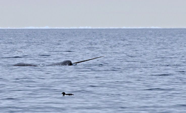 Narwale gehu00f6ren zu den Zahnwalen und sind mit den Belugas verwandt. Wie diese, leben sie in