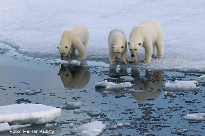 Sind die Eisbären noch zu retten?