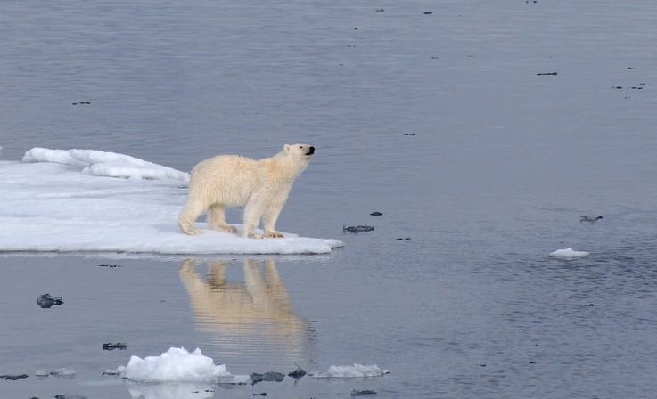 Eisbu00e4ren sind das Sinnbild der Arktis. Doch in Kanada und Gru00f6nland wird das Tier unter Auflagen