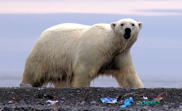Plastikmu00fcll in der Arktis ist ein enormes Problem. Meist wird der Mu00fcll angeschwemmt und wird am