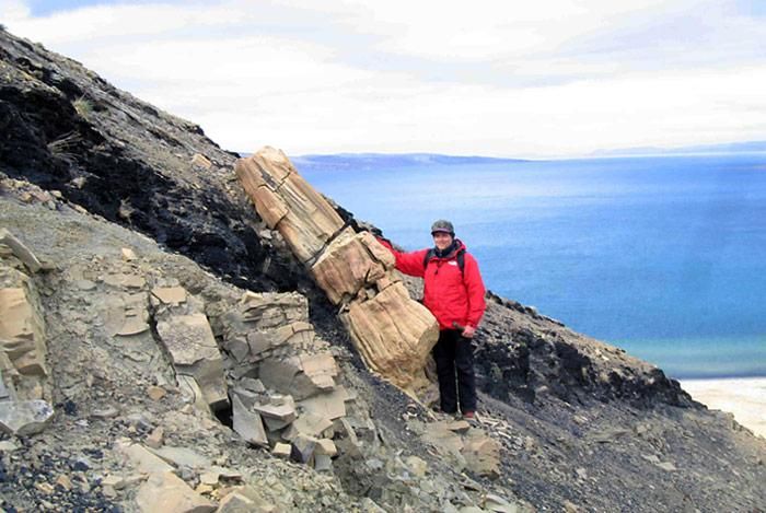Fossiler Wald in der Arktis entdeckt