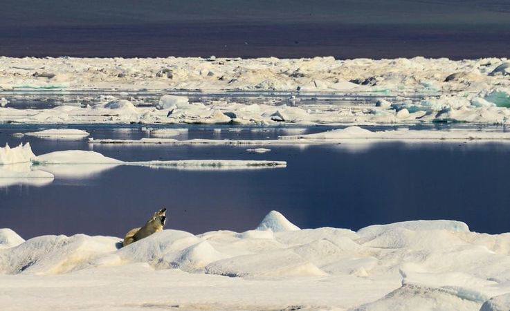 Das Packeis im Arktischen Ozean ist ein echter Lebensraum fu00fcr eine Vielzahl von Tieren und Algen.