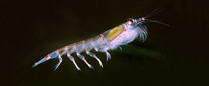 Ökologen fürchten Krill-Rückgänge