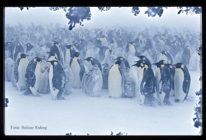 Pinguinpärchen synchronisieren ihr Verhalten