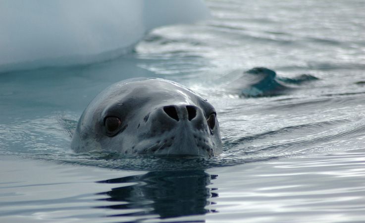 Seeleoparden sind die heimlichen Ku00f6nige der Antarktis. Sie haben ein breites Nahrungsspektrum,