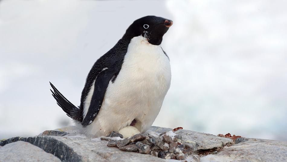 Penguin Watch: Das geheime Leben der Pinguine